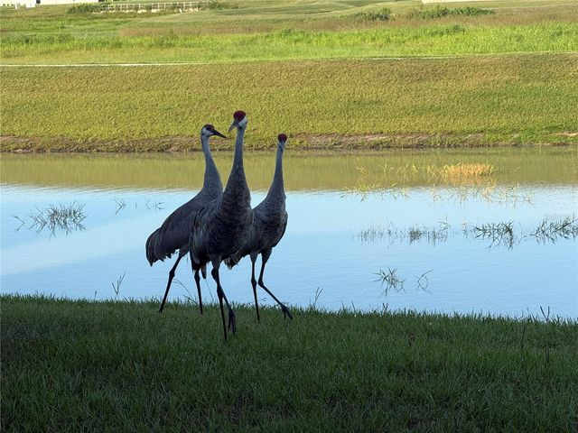 10958 RUSTIC TIMBER LOOP, San Antonio, FL 33576