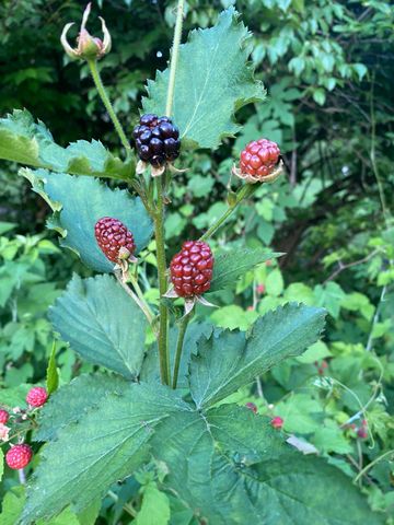 1735 ASHBOURNE RD, Elkins Park, PA 19027