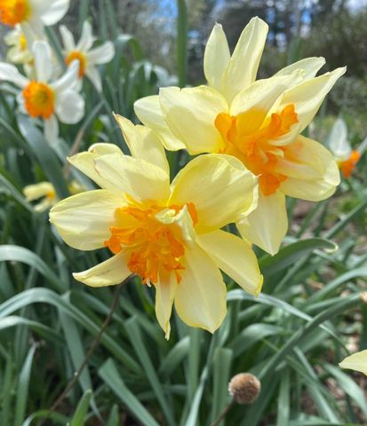 1735 ASHBOURNE RD, Elkins Park, PA 19027