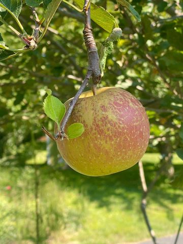 1735 ASHBOURNE RD, Elkins Park, PA 19027