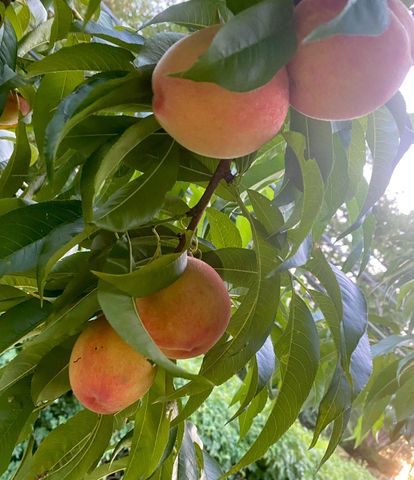 1735 ASHBOURNE RD, Elkins Park, PA 19027