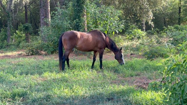 3050 E Possum Ct, Inverness, FL 34452