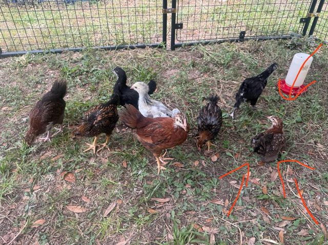 3050 E Possum Ct, Inverness, FL 34452