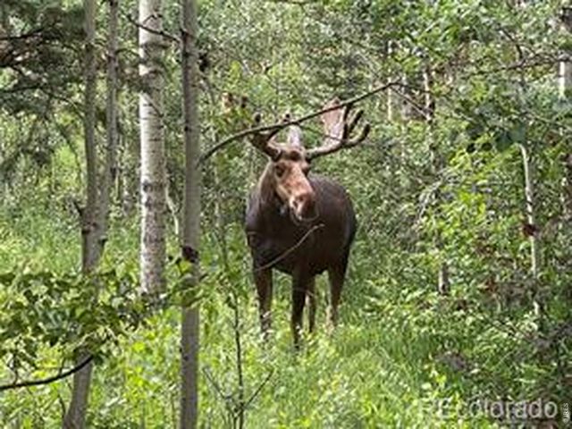 746 Riverside Dr, Lyons, CO 80540