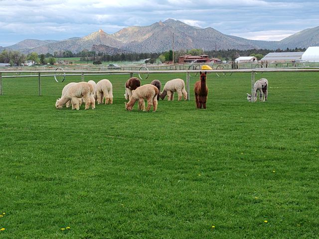 9101 NW 31st Street, Terrebonne, OR 97760