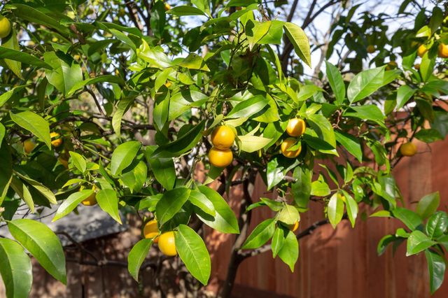 4101 Greenwood Ave, Oakland, CA 94602