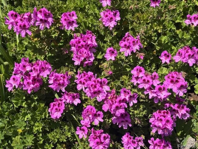 3665 Estates Drive, Troy, MI 48084