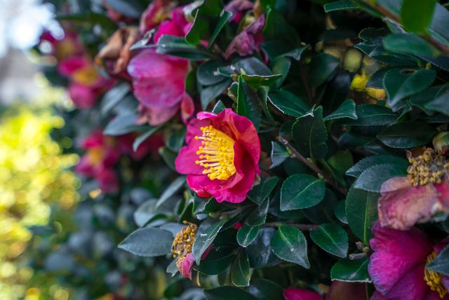 221 Double Eagle Court, Aiken, SC 29803