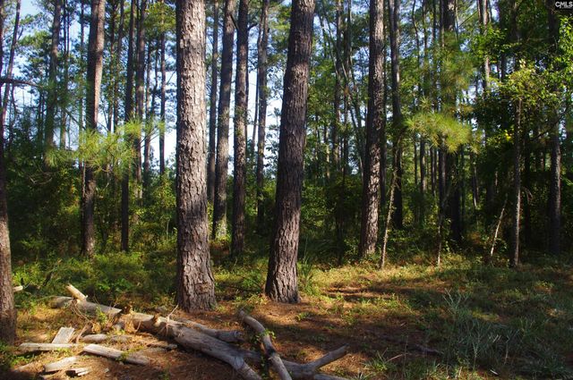 243 Bridalwreath Drive, St. Matthews, SC 29135