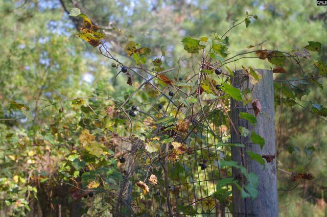 243 Bridalwreath Drive, St. Matthews, SC 29135