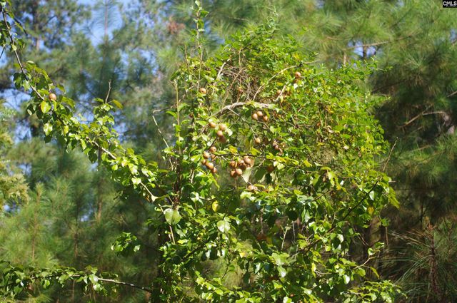 243 Bridalwreath Drive, St. Matthews, SC 29135