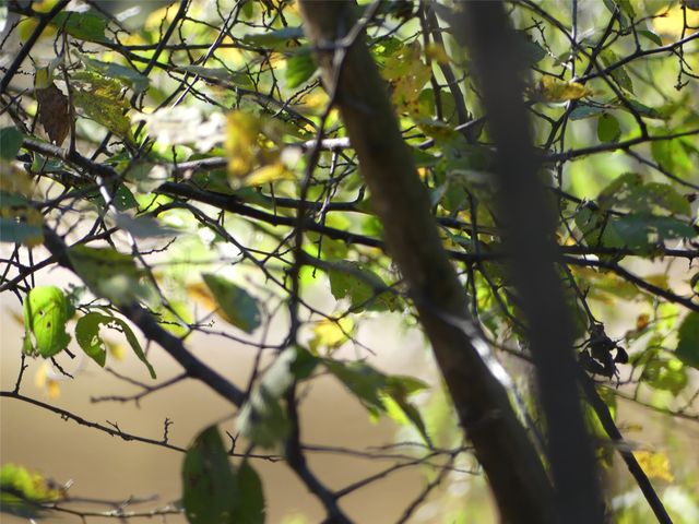 TBD FM 1749, Forestburg, TX 76239