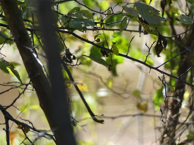 TBD FM 1749, Forestburg, TX 76239