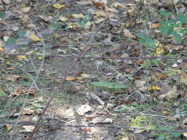 TBD FM 1749, Forestburg, TX 76239