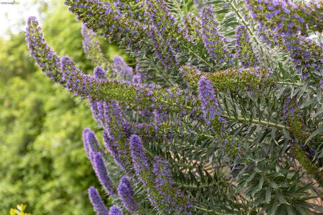 5915 Mazuela Dr, Oakland, CA 94611