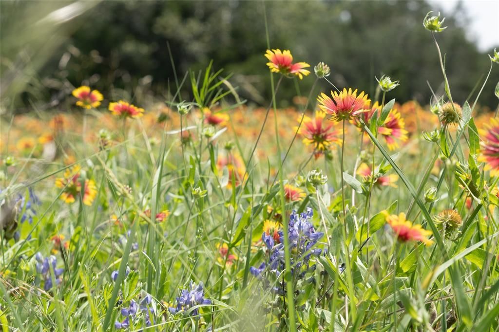 12283 Crows Ranch RD, Salado, TX 76571