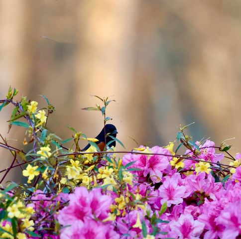 4559 Smoak Road, Meggett, SC 29449