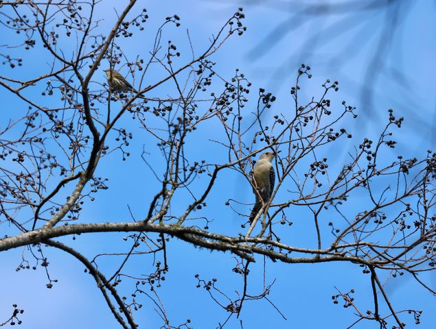 4559 Smoak Road, Meggett, SC 29449