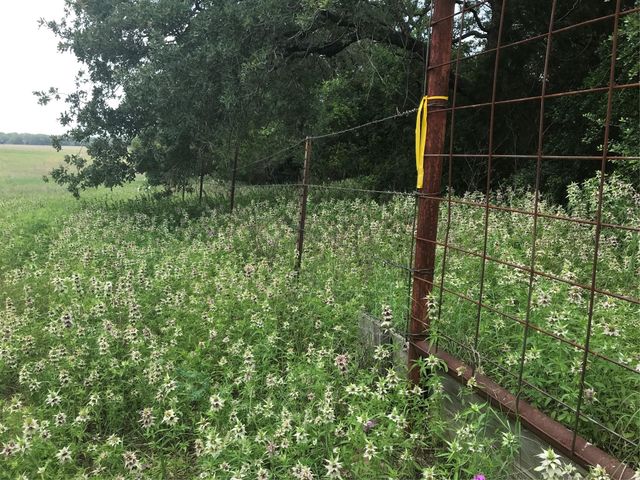 1672 Sayers RD Tract 1, Bastrop, TX 78602