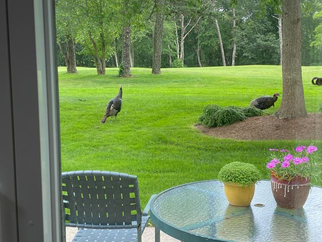 210 Billington Lane UNIT 210, Brewster, MA 02631