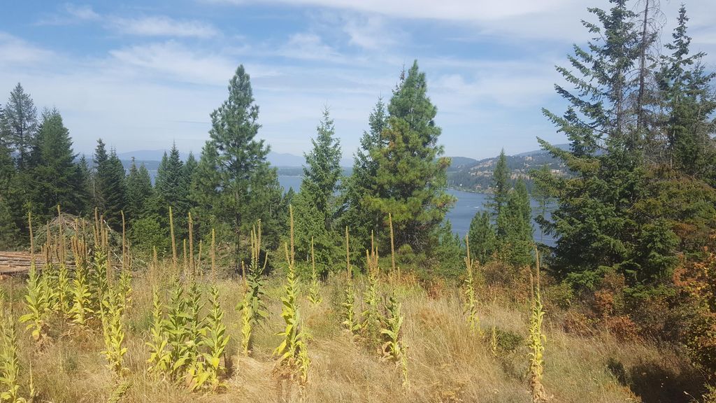 Lot 13 LISA ROAD, Harrison, ID 83833 photo 8