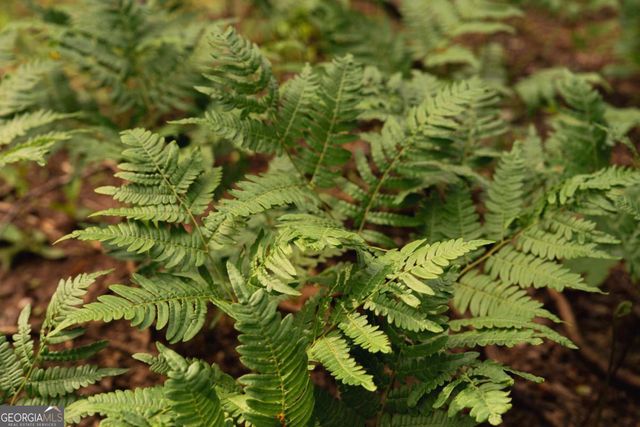 TRACT 2 Century Lane, Blue Ridge, GA 30513