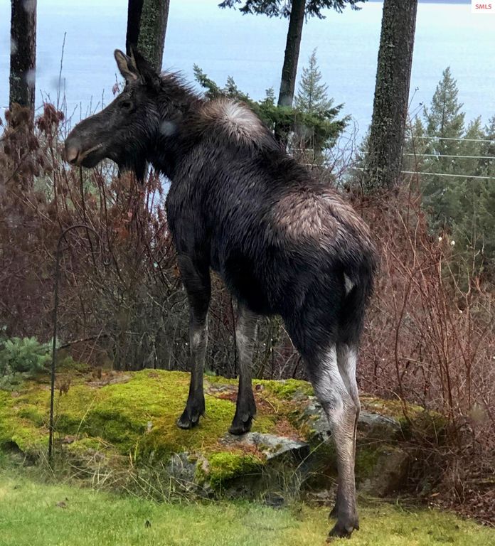 707 Eagen Mtn Drive, Hope, ID 83836 photo 63