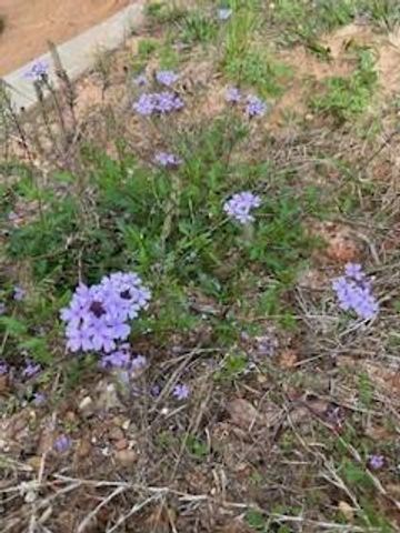 15871 Ridge Oak Road, Willis, TX 77378