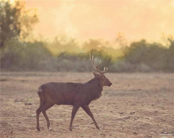 TBD N FM 649, Roma, TX 78584