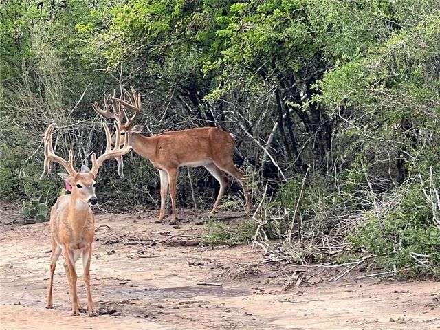 TBD N FM 649, Roma, TX 78584