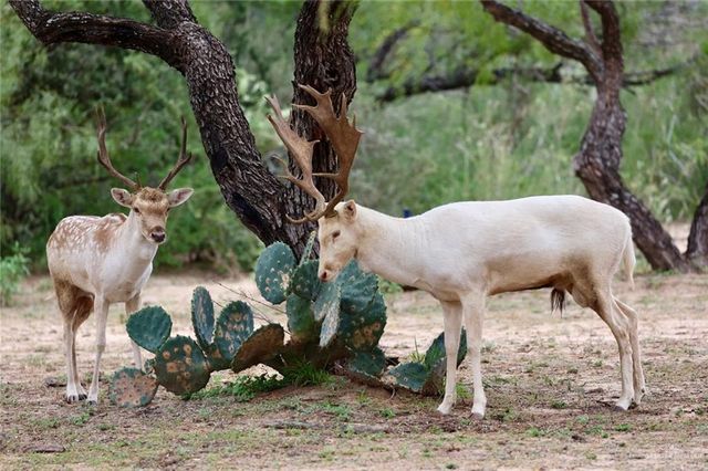 TBD N FM 649, Roma, TX 78584