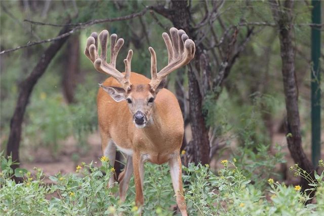 TBD N FM 649, Roma, TX 78584
