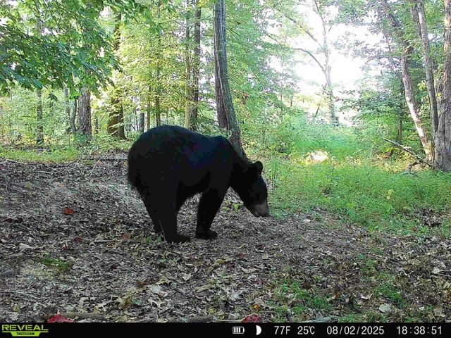 330 Durwachter Rd, Dover, TN 37058