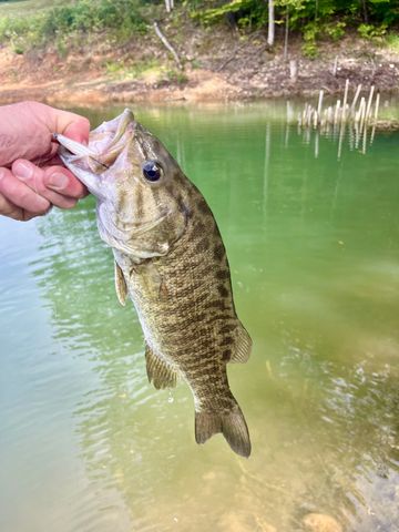 330 Durwachter Rd, Dover, TN 37058