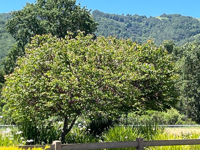 1015 Oak Brook Way, Gilroy, CA 95020