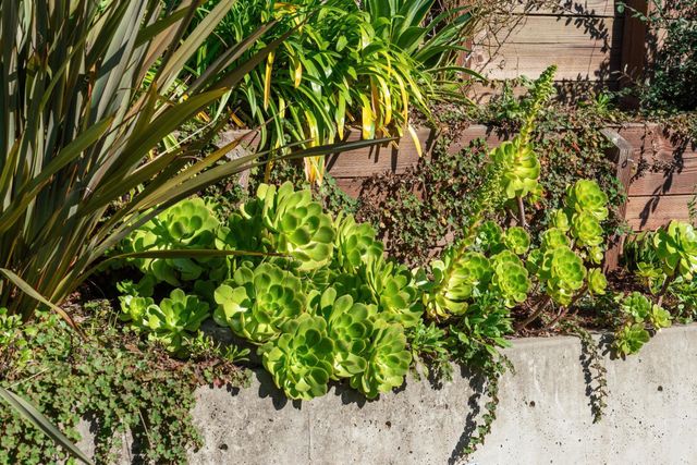 61 Cowper Ave, Kensington, CA 94707