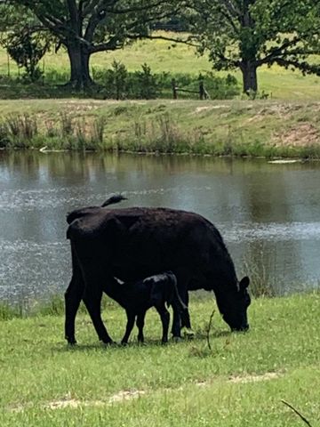 481 County Road 2766, Mineola, TX 75773