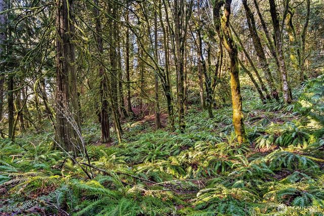 0 SE Totten Shores Drive, Shelton, WA 98584