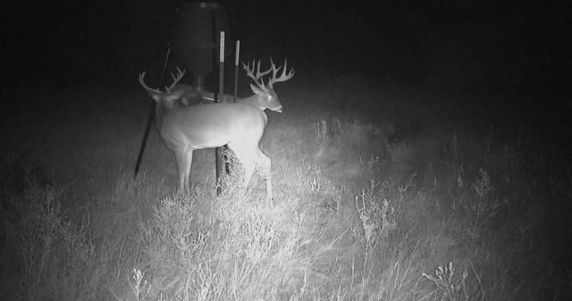 207 Possom Trot Hollow Road, Whitewright, TX 75491