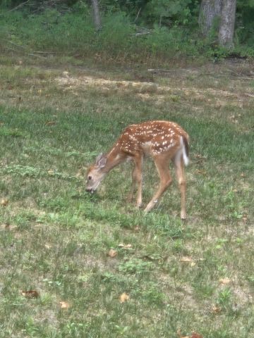 425 Buck Graves Rd, Westmoreland, TN 37186