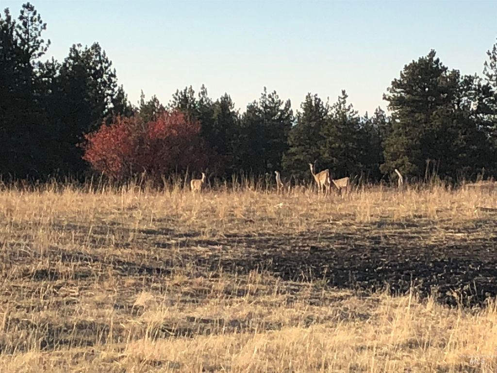 TBD Billy Creek Rd., CottonWood, ID 83522 photo 39