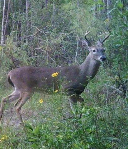 24378 N Highway 383, Iowa, LA 70647