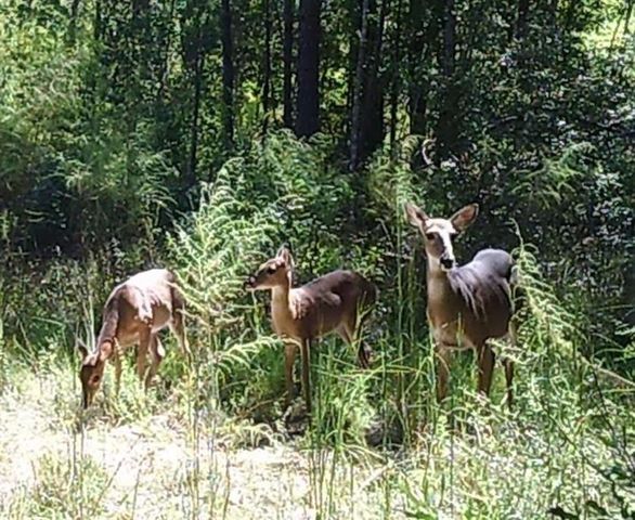 24378 N Highway 383, Iowa, LA 70647