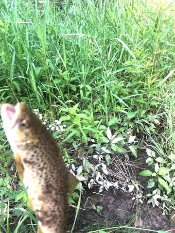 Spikehorn Trail, Parcel 18, Indian River, MI 49749