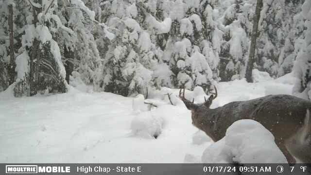 Spikehorn Trail, Parcel 18, Indian River, MI 49749