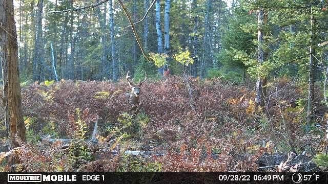 Spikehorn Trail, Parcel 18, Indian River, MI 49749