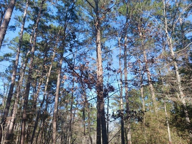 79 S Fairway Loop, Coldspring, TX 77331