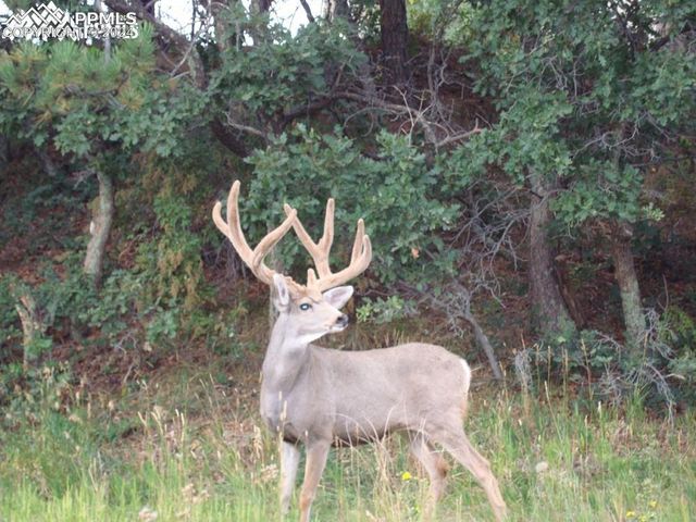 113 Steep Road, Manitou Springs, CO 80829