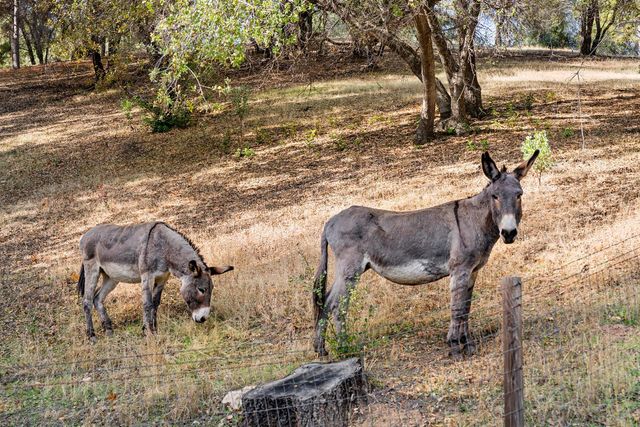 15045 Tyler Rd, Fiddletown, CA 95629