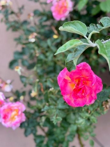 631 W San Francisco A, Santa Fe, NM 87501